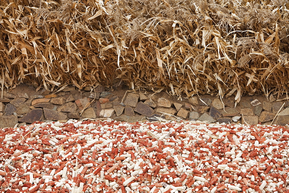 Maize husks that are used as a renewable fuel to burn on household stoves in northern China, Asia