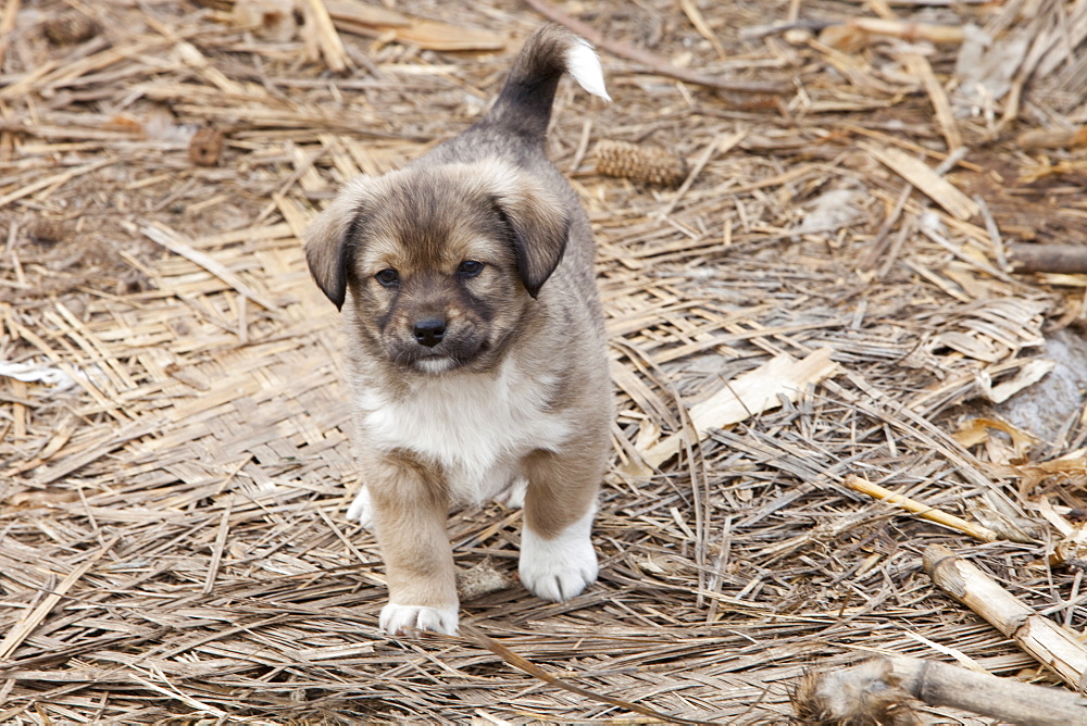 A puppy in northern China, Asia