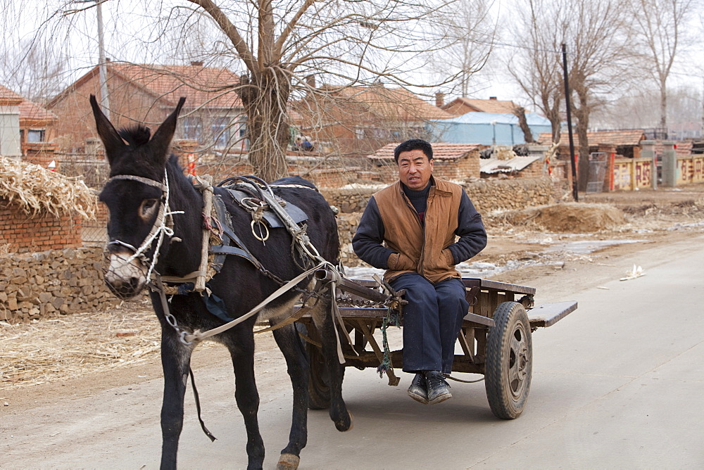 A Chinese peasant famer on a donkey cart in Heilongjiang province in Northern China, Asia