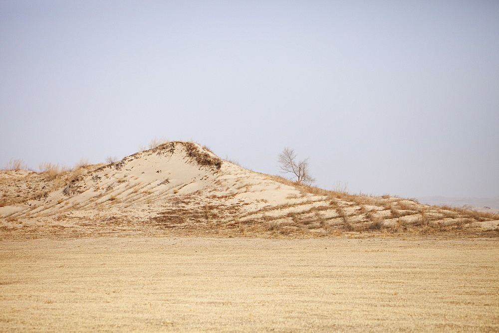 Sand dunes have been planted to try and stabilise them and prevent their spread, Inner Mongolia, Northern China, Asia