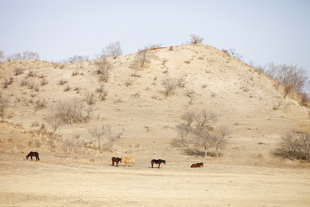 Sand dunes have been planted to try and stabilise them and prevent their spread, Inner Mongolia, Northern China, Asia