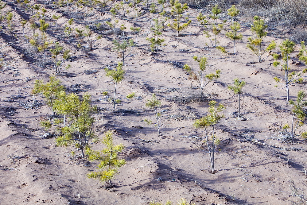 Tree nursery raising pine trees to plant out across Inner Mongolia, China, Asia