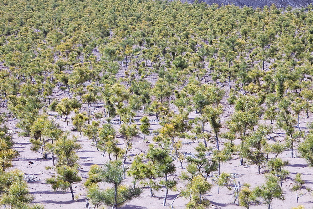 Tree nursery raising pine trees to plant out across Inner Mongolia, China, Asia