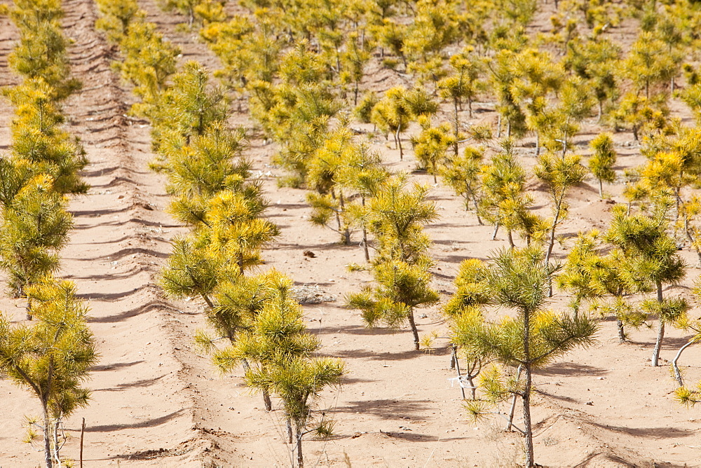 Tree nursery raising pine trees to plant out across Inner Mongolia, China, Asia