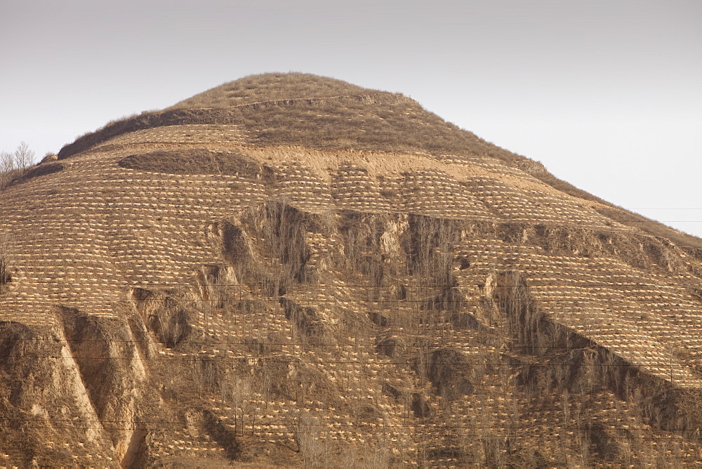 Trees planted in Loess deposits in Shanxi province, northern China, Asia