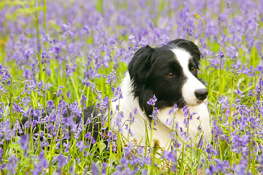 A Border Collie dog in bluebells in the Lake District, Cumbria, England, United Kingdom, Europe