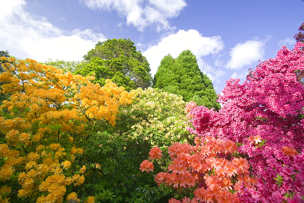 Azaleas in Holehird Gardens in Windermere, Lake District, Cumbria, England, United Kingdom, Europe