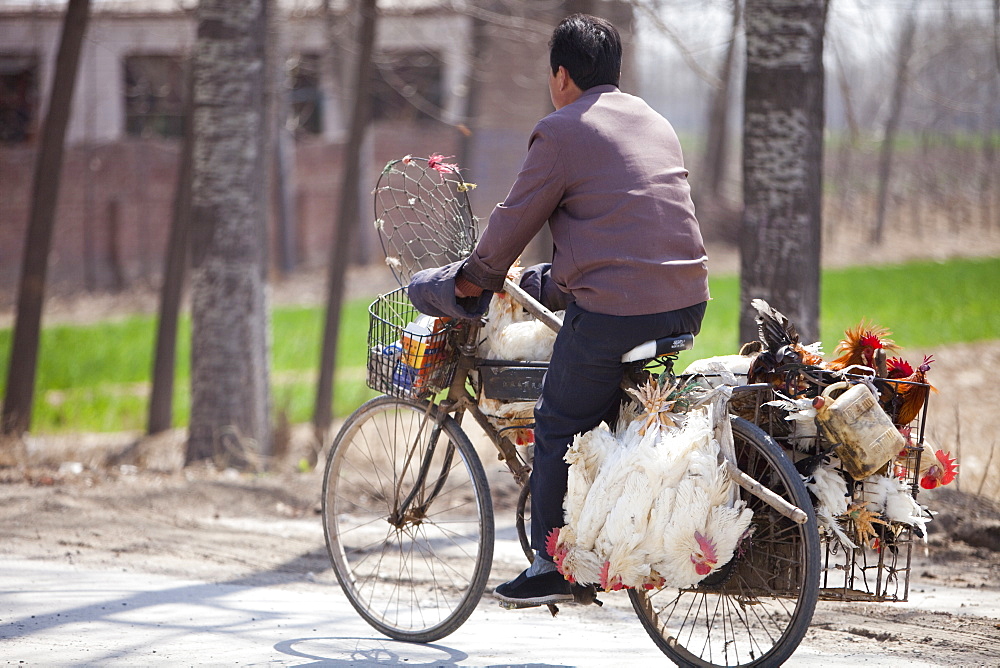 A Chinese peasant famer on a bike with live chickens tied to the side, China, Asia