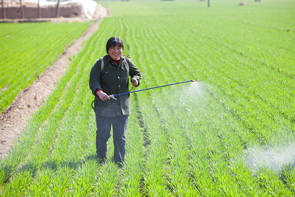 A woman wearing no protection, spraying pesticide onto wheat crops near Hangang in northern China, Asia