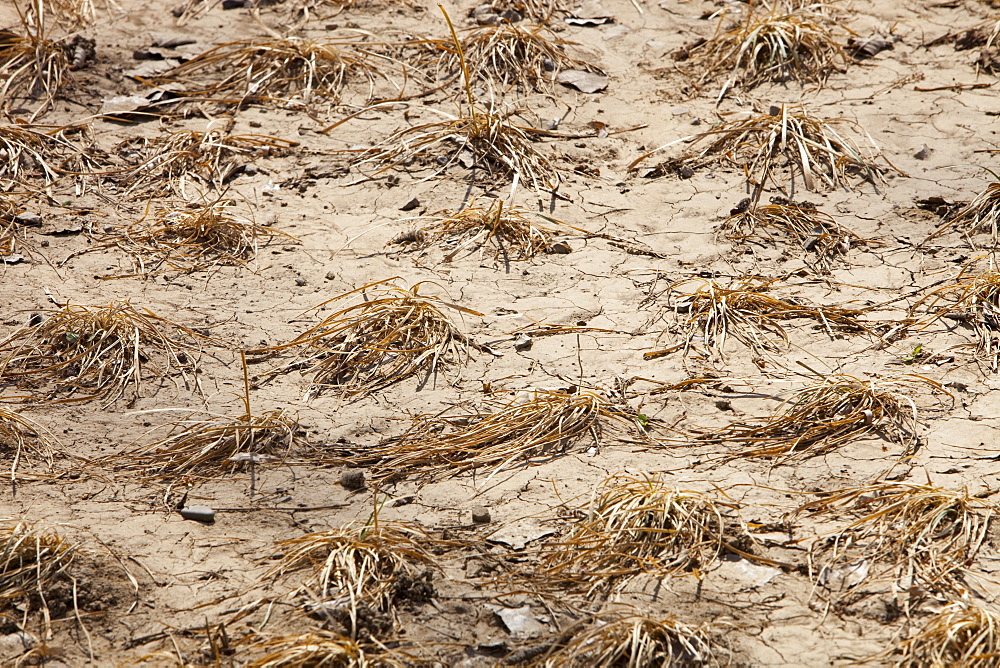 Withered crops dry up and die near Beijing, China, Asia