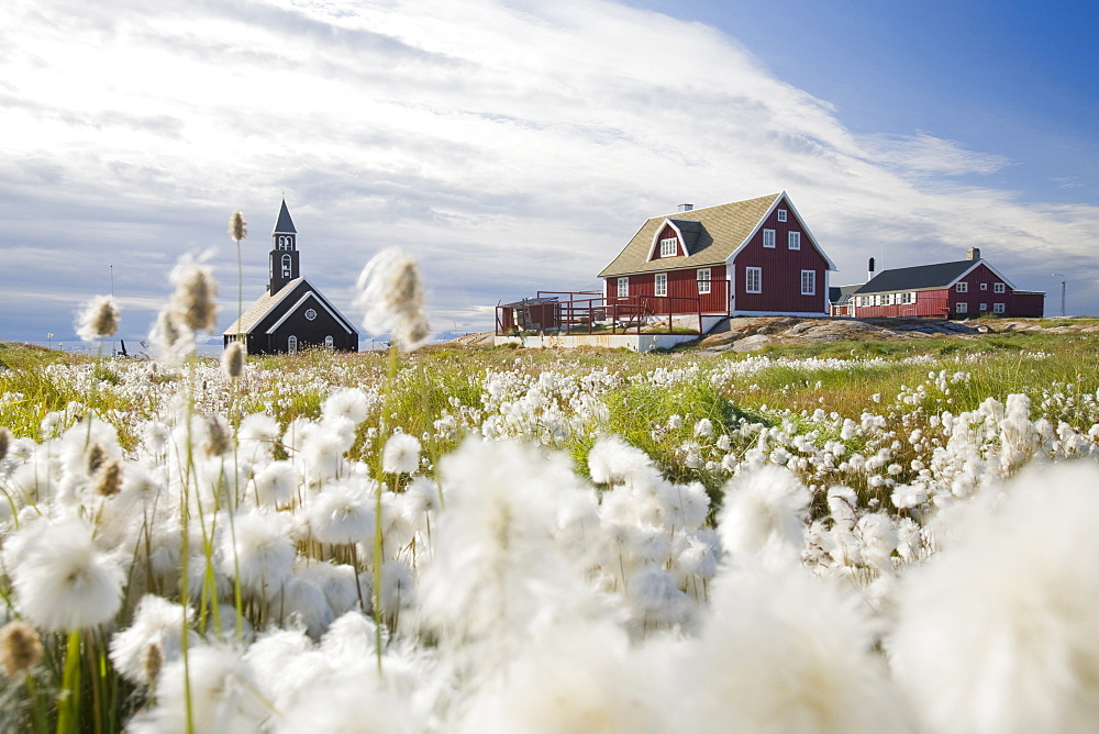 Cotton grass in front of a church in Ilulissat on Greenland, Polar Regions