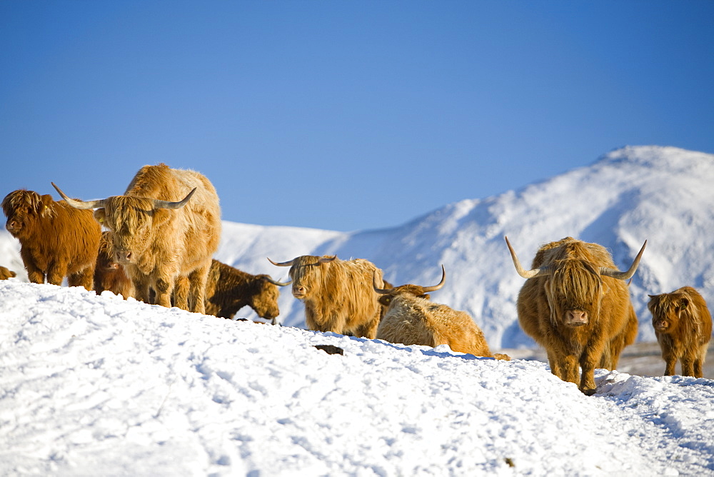 Highland cattle on the side of Kirkstone Pass with the Kentmere Fells of Ill Bell and Yoke in the Lake District, Cumbria, England, United Kingdom, Europe