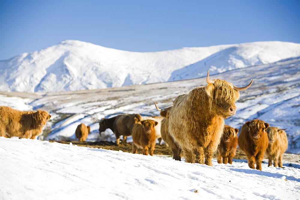 Highland cattle on the side of Kirkstone Pass with the Kentmere Fells of Ill Bell and Yoke in the Lake District, Cumbria, England, United Kingdom, Europe