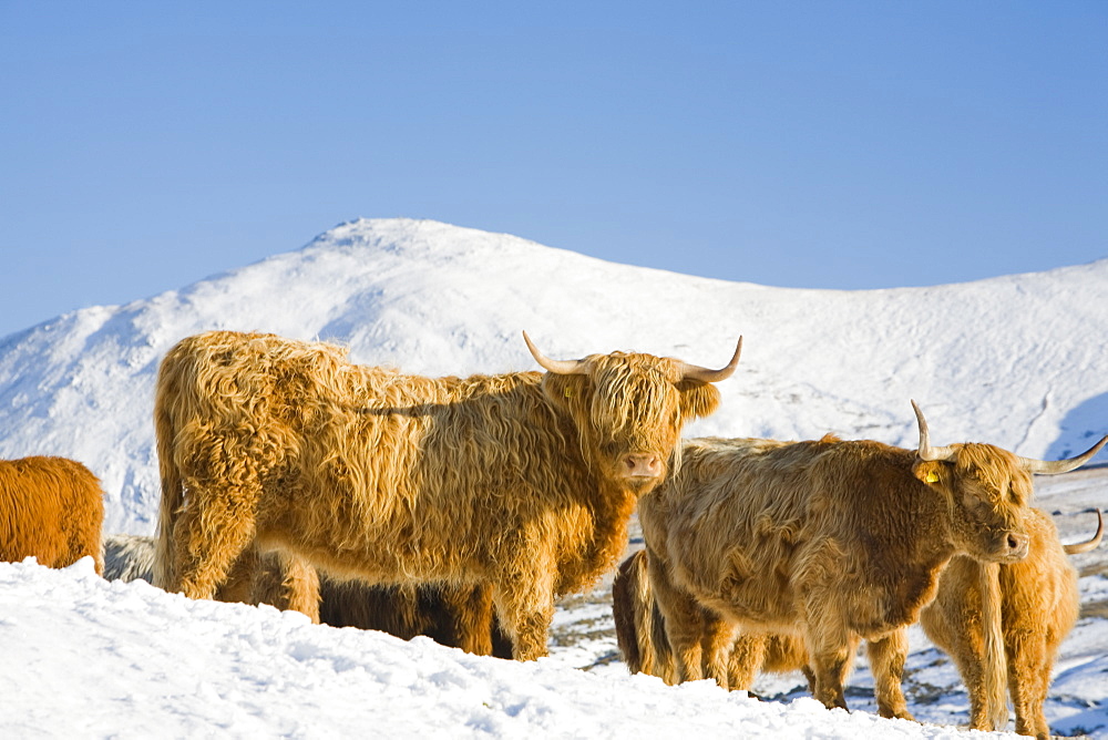 Highland cattle on the side of Kirkstone Pass with the Kentmere Fells of Ill Bell and Yoke in the Lake District, Cumbria, England, United Kingdom, Europe