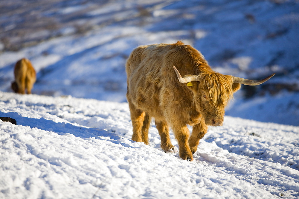 Highland cattle on the side of Kirkstone Pass with the Kentmere Fells of Ill Bell and Yoke in the Lake District, Cumbria, England, United Kingdom, Europe