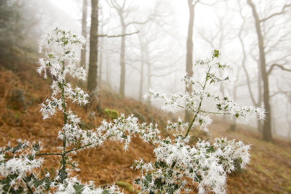 Needle ice on holly leaves in a woodland in Ambleside, Cumbria, England, United Kingdom, Europe