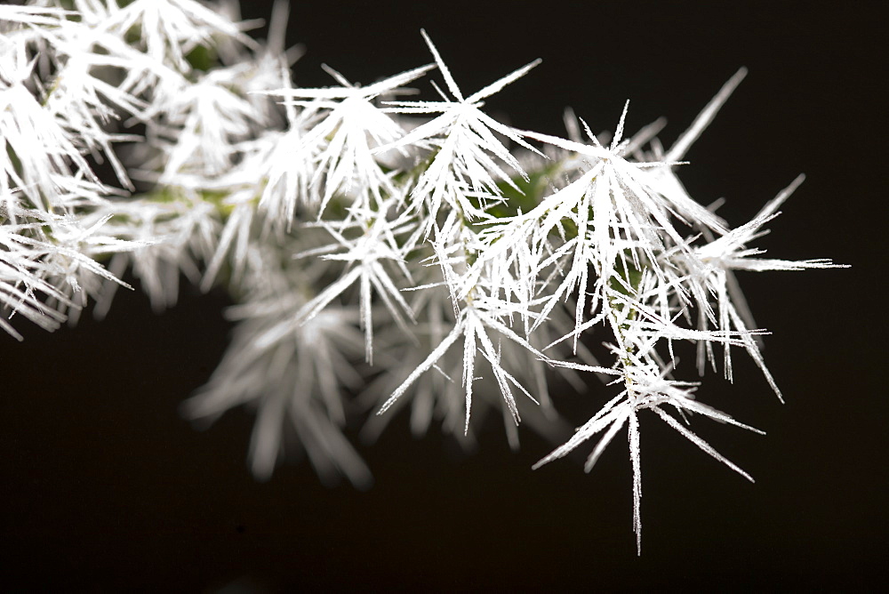 Needle ice on holly leaves in a woodland in Ambleside, Cumbria, England, United Kingdom, Europe