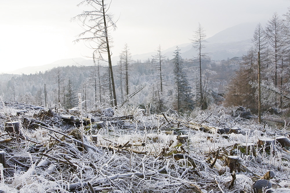 Hoar frost on vegetation near Tarn Hows in the Lake District, Cumbria, England, United Kingdom, Europe