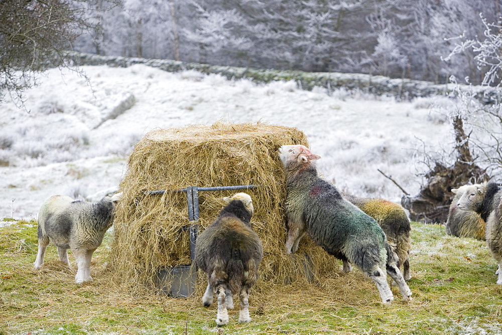 Herdwick sheep feeding on hay during a cold snap near Tarn Hows in the Lake District, Cumbria, England, United Kingdom, Europe