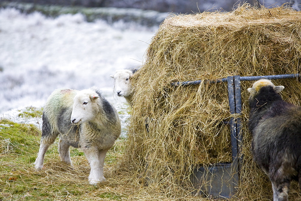 Herdwick sheep feeding on hay during a cold snap near Tarn Hows in the Lake District, Cumbria, England, United Kingdom, Europe