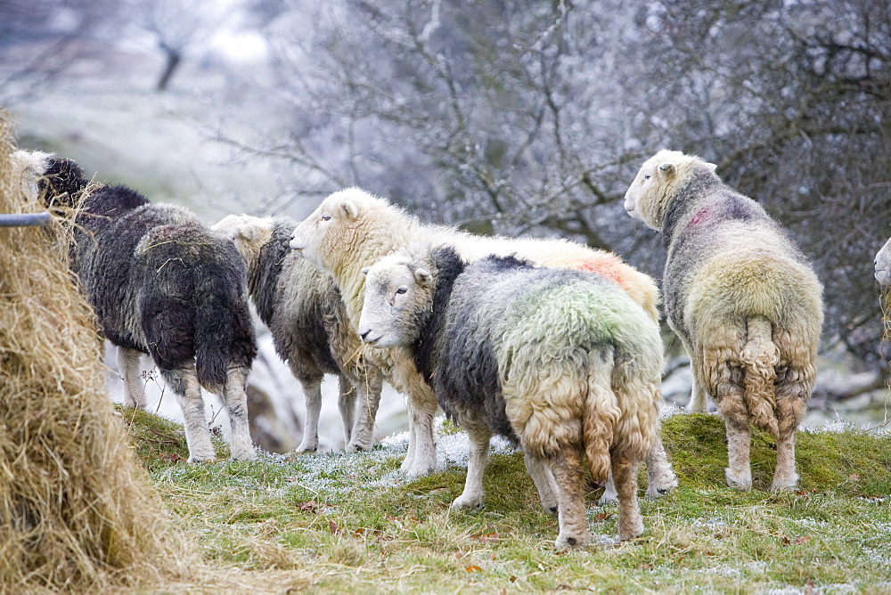 Herdwick sheep feeding on hay during a cold snap near Tarn Hows in the Lake District, Cumbria, England, United Kingdom, Europe