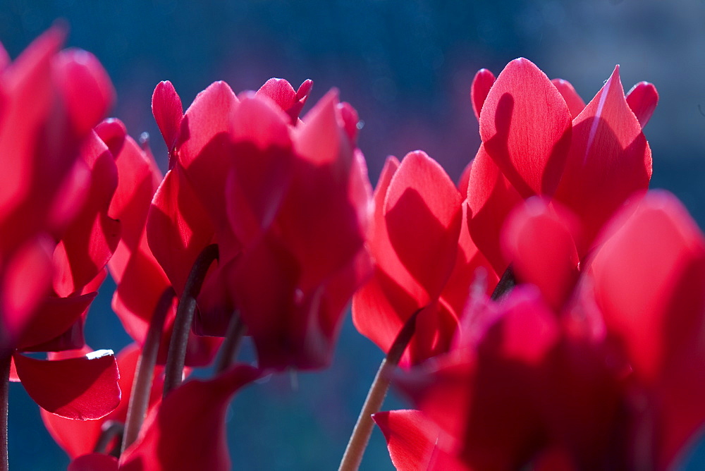 A flowering cyclamen plant