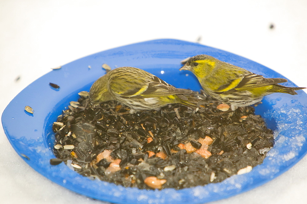 Siskins feeding in a garden in snow near Ambleside, Cumbria, England, United Kingdom, Europe