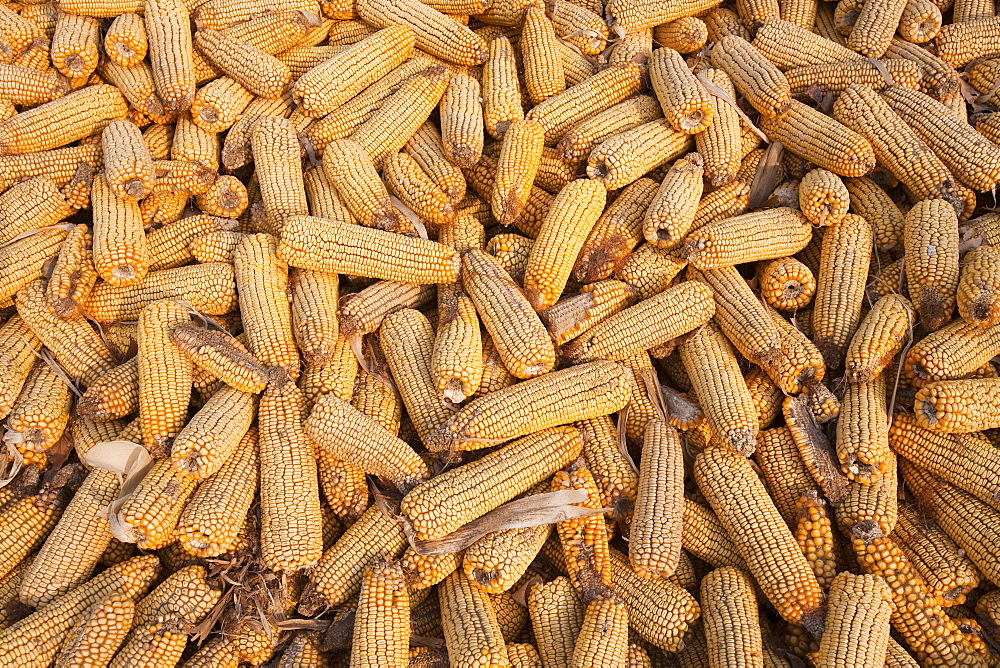 Maize drying in Heilongjiang Province, northern China, Asia