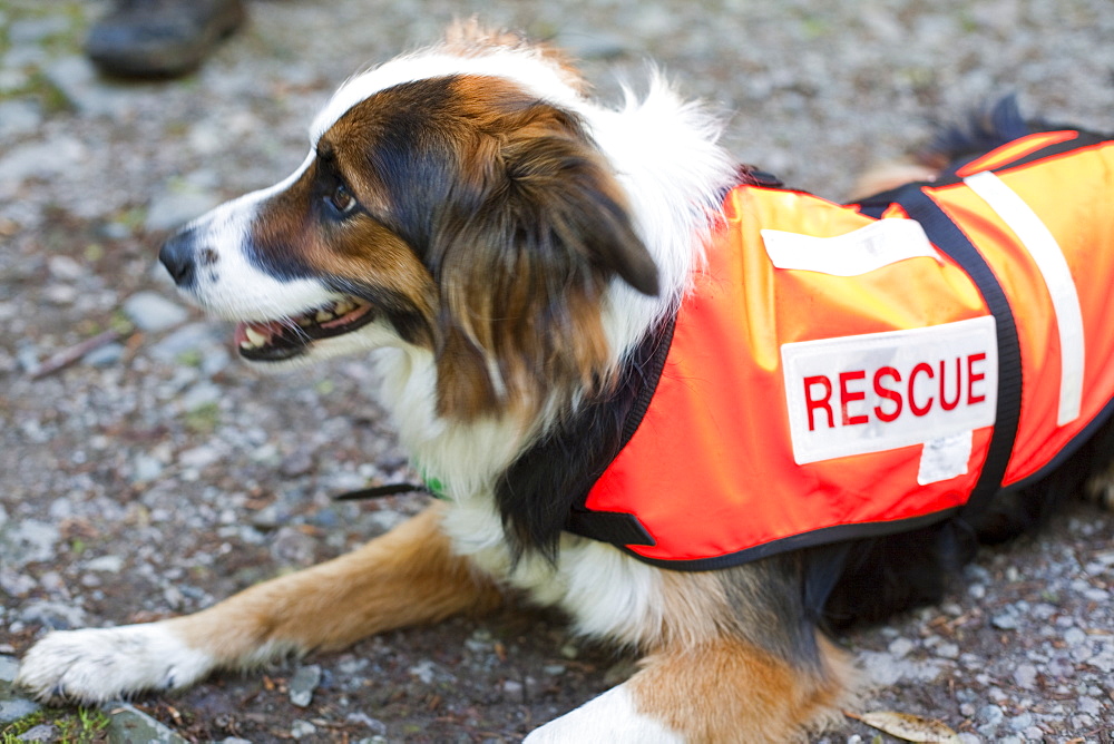 Accredited Search dogs used by handlers of the Search and Rescue Dog Association, United Kingdom, Europe