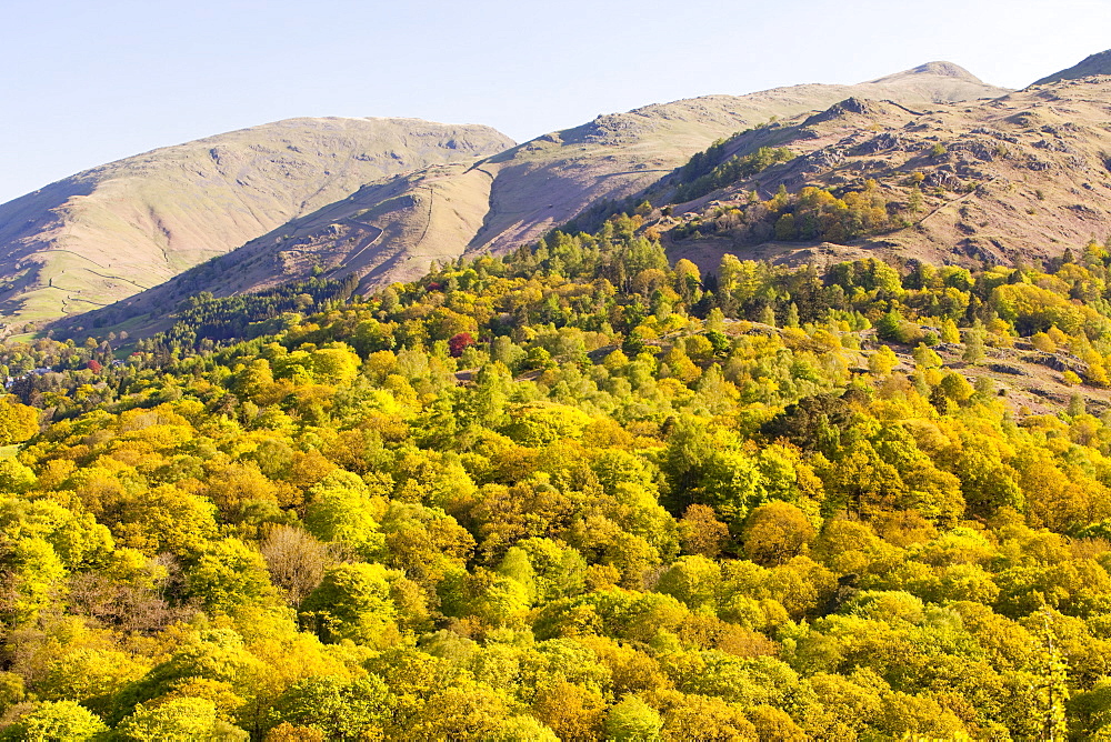 Woodland on the slopes of Fairfield from Loughrigg Terrace in the Lake District National Park, Cumbria, England, United Kingdom, Europe