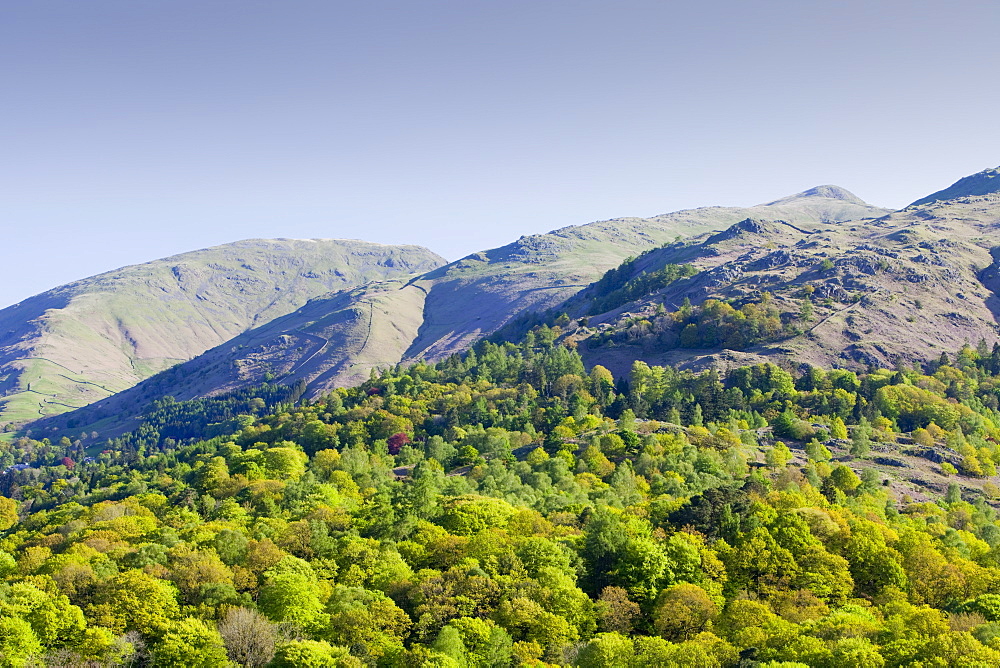 Woodland on the slopes of Fairfield from Loughrigg Terrace in the Lake District National Park, Cumbria, England, United Kingdom, Europe