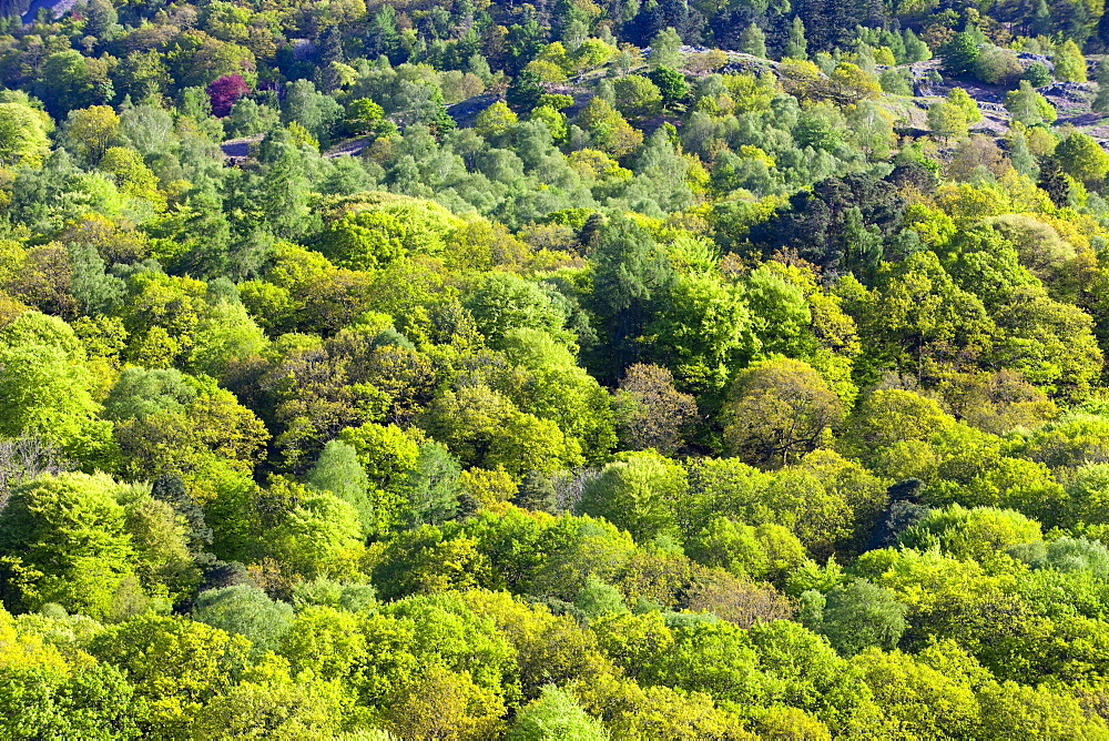 Woodland on the slopes of Fairfield from Loughrigg Terrace in the Lake District National Park, Cumbria, England, United Kingdom, Europe