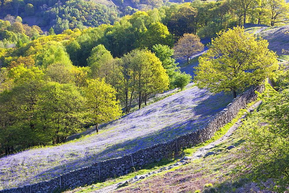 A bluebell field from Loughrigg Terrace in the Lake District National Park, Cumbria, England, United Kingdom, Europe