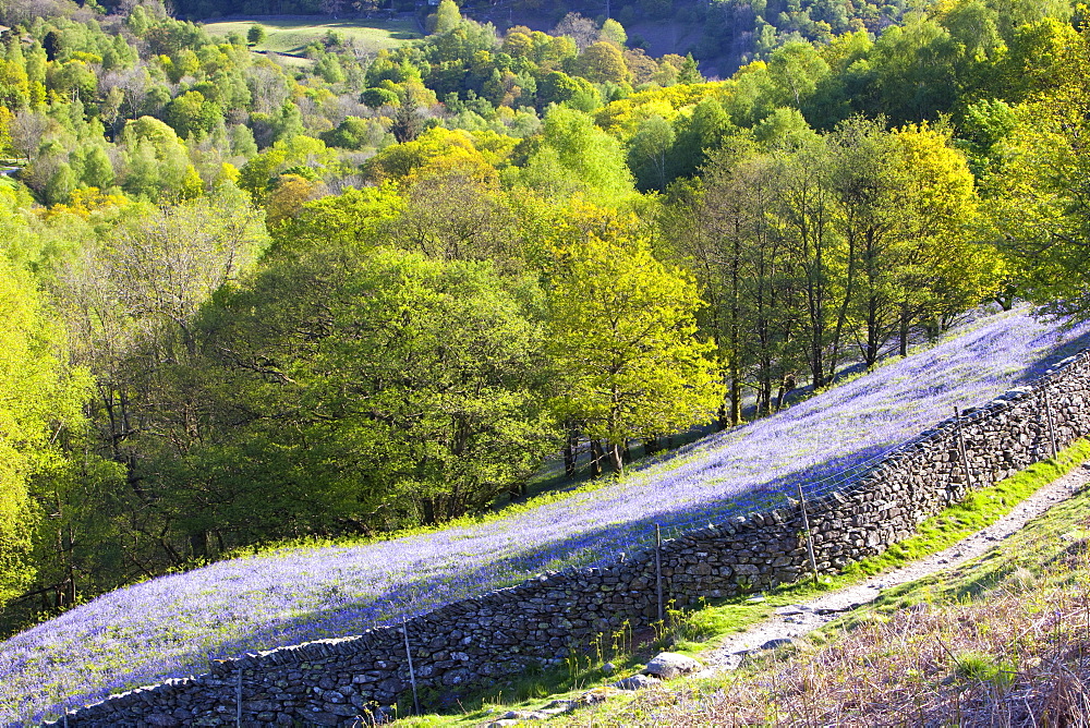 A bluebell field from Loughrigg Terrace in the Lake District National Park, Cumbria, England, United Kingdom, Europe