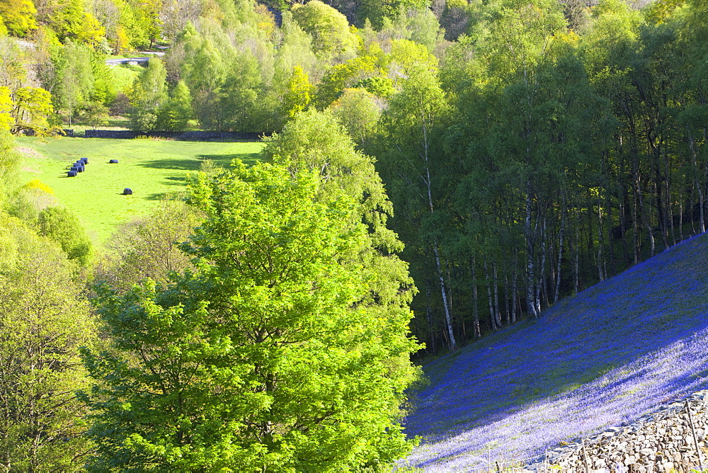 A bluebell field from Loughrigg Terrace in the Lake District National Park, Cumbria, England, United Kingdom, Europe