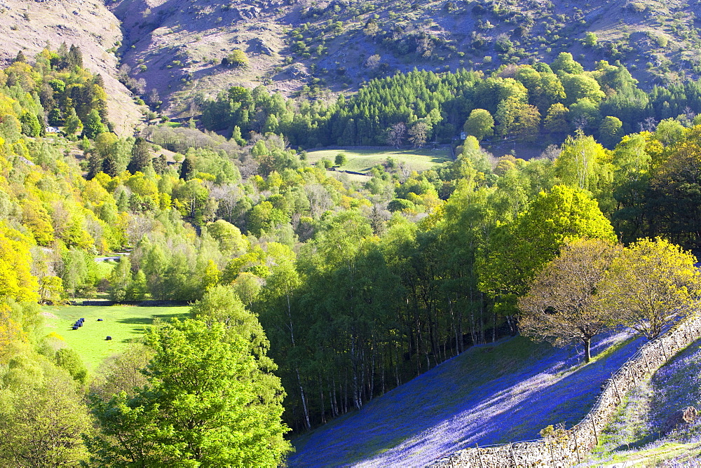 A bluebell field from Loughrigg Terrace in the Lake District National Park, Cumbria, England, United Kingdom, Europe