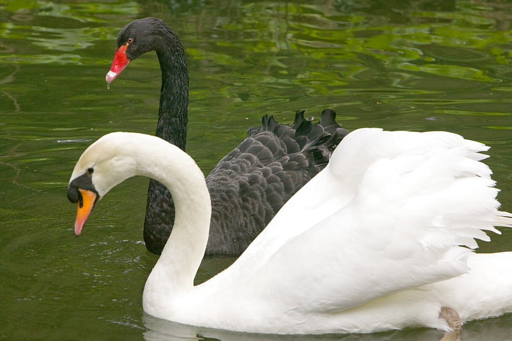 Black and white swans in the Bussaco Forest reserve in Portugal, Europe