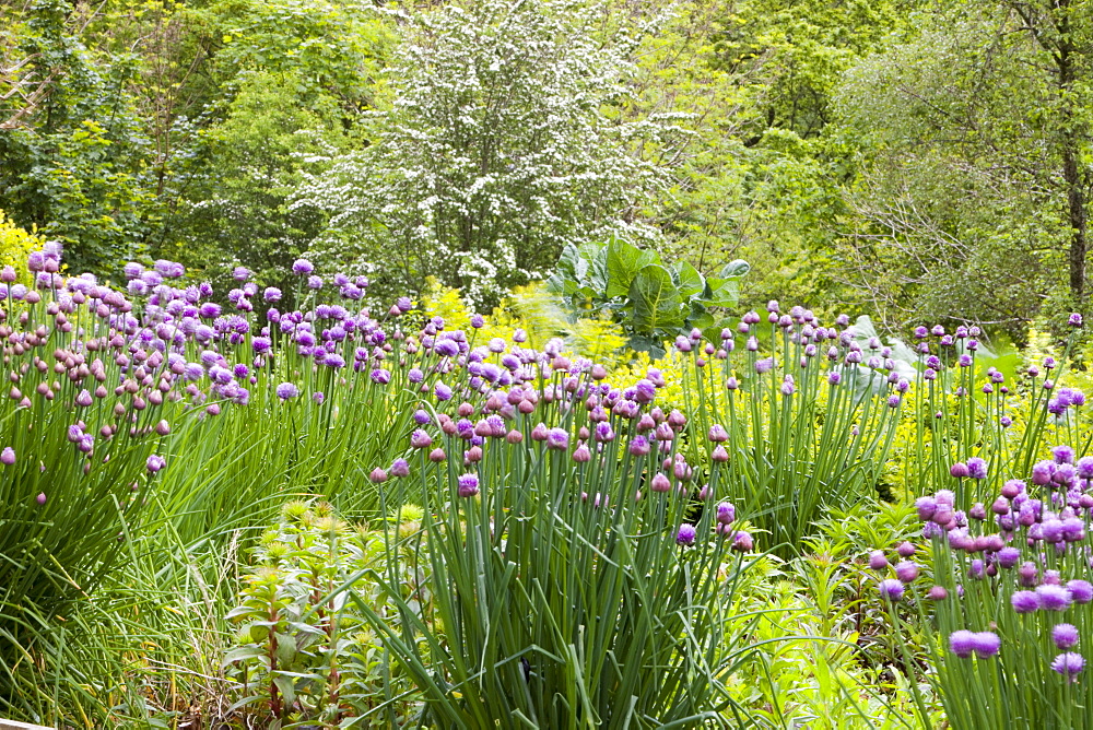 Rydal Community Vegetable Garden in the grounds of Rydal Hall near Ambleside, Lake District, Cumbria, England, United Kingdom, Europe