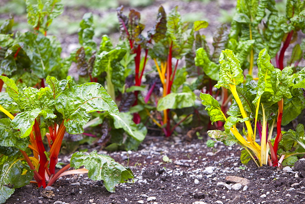 Chard growing in Rydal Community Vegetable Garden in the grounds of Rydal Hall near Ambleside, Lake District, Cumbria, England, United Kingdom, Europe