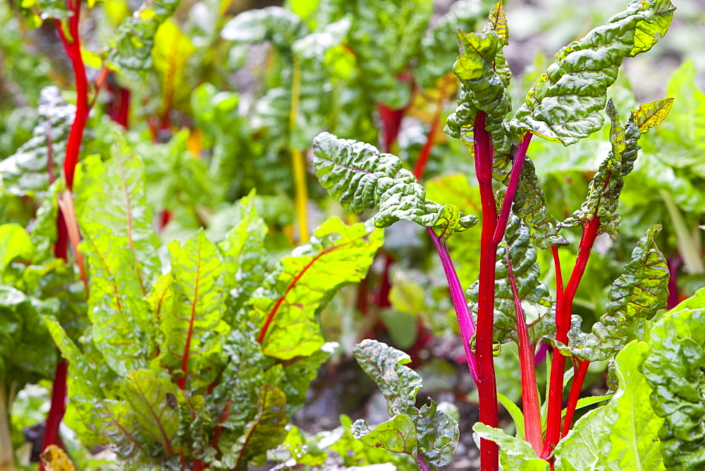 Chard growing in Rydal Community Vegetable Garden in the grounds of Rydal Hall near Ambleside, Lake District, Cumbria, England, United Kingdom, Europe