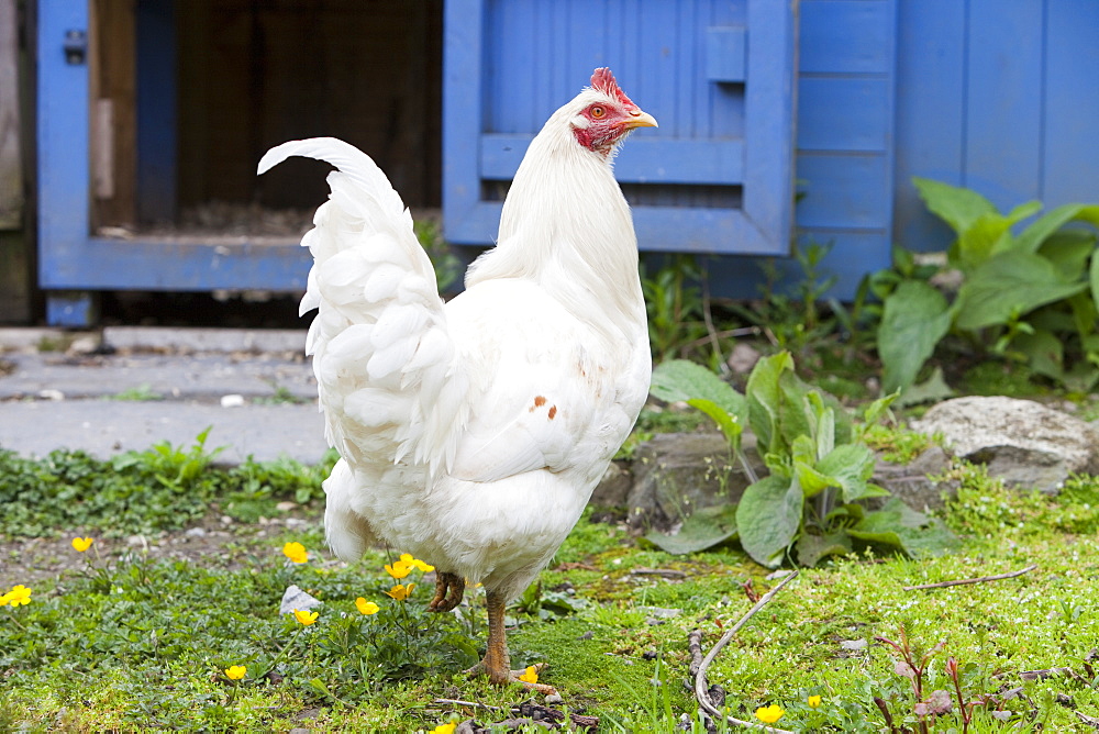 Free range hens and a hen house in the Rydal Hall Community Vegetable Garden, near Ambleside, Cumbria, England, United Kingdom, Europe