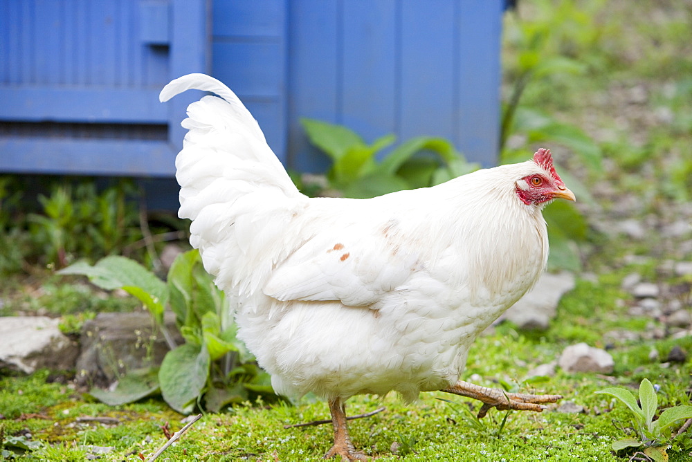 Free range hens and a hen house in the Rydal Hall Community Vegetable Garden, near Ambleside, Cumbria, England, United Kingdom, Europe