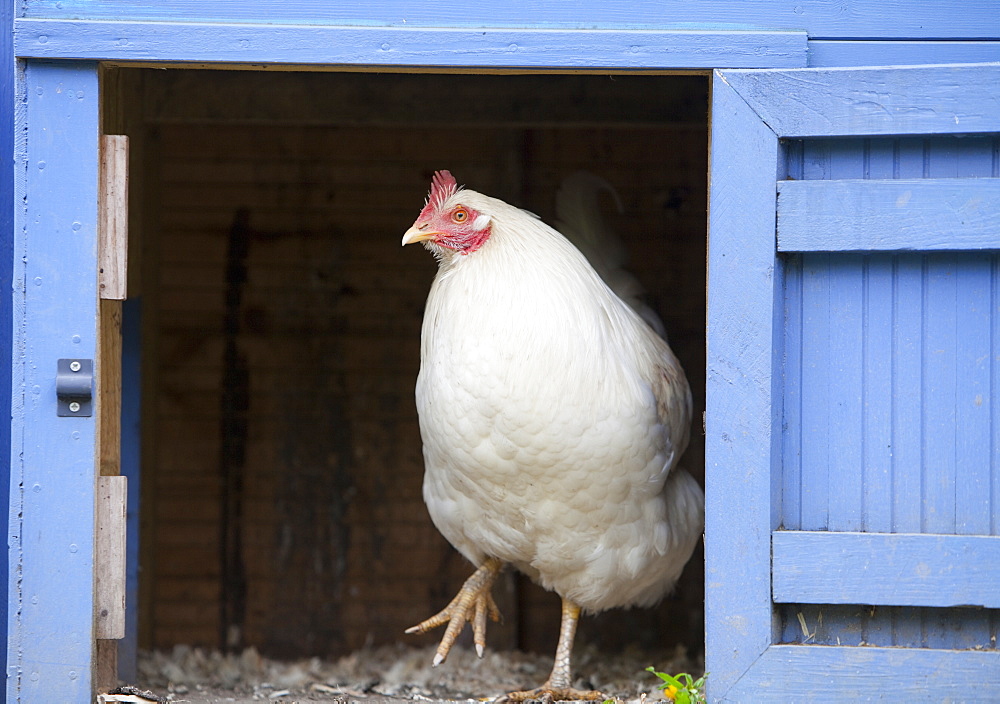 Free range hens and a hen house in the Rydal Hall Community Vegetable Garden, near Ambleside, Cumbria, England, United Kingdom, Europe