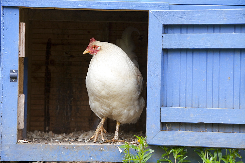 Free range hens and a hen house in the Rydal Hall Community Vegetable Garden, near Ambleside, Cumbria, England, United Kingdom, Europe