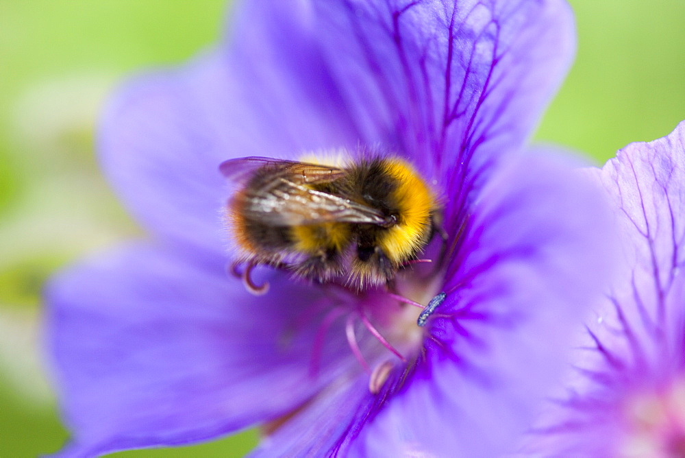 Bumblebee feeding on garden plants, United Kingdom, Europe