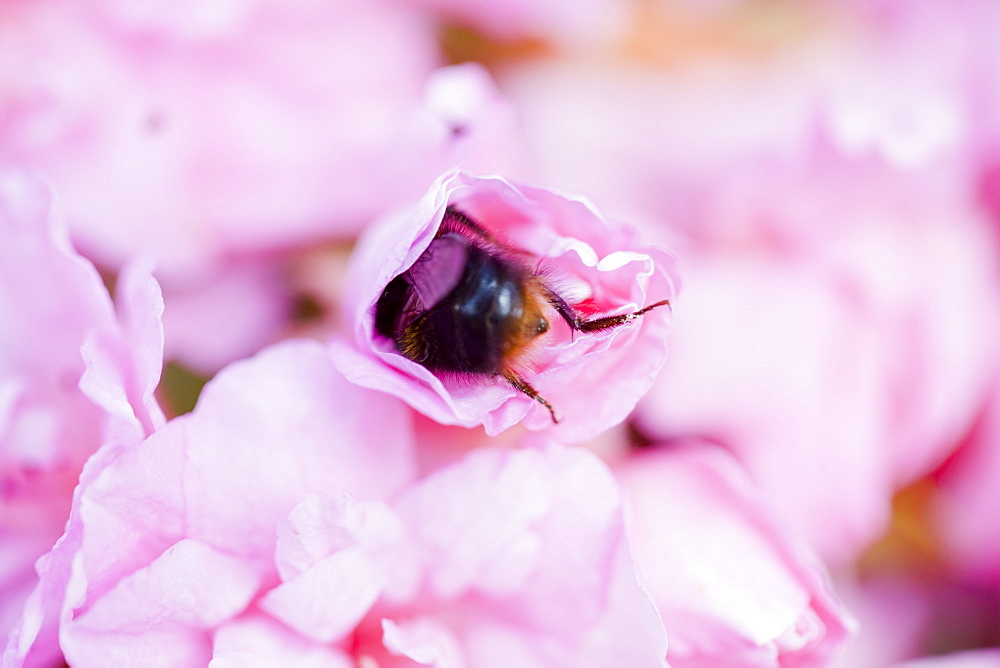 Bumblebee feeding on garden plants, United Kingdom, Europe