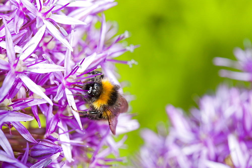 Bumblebee feeding on garden plants, United Kingdom, Europe