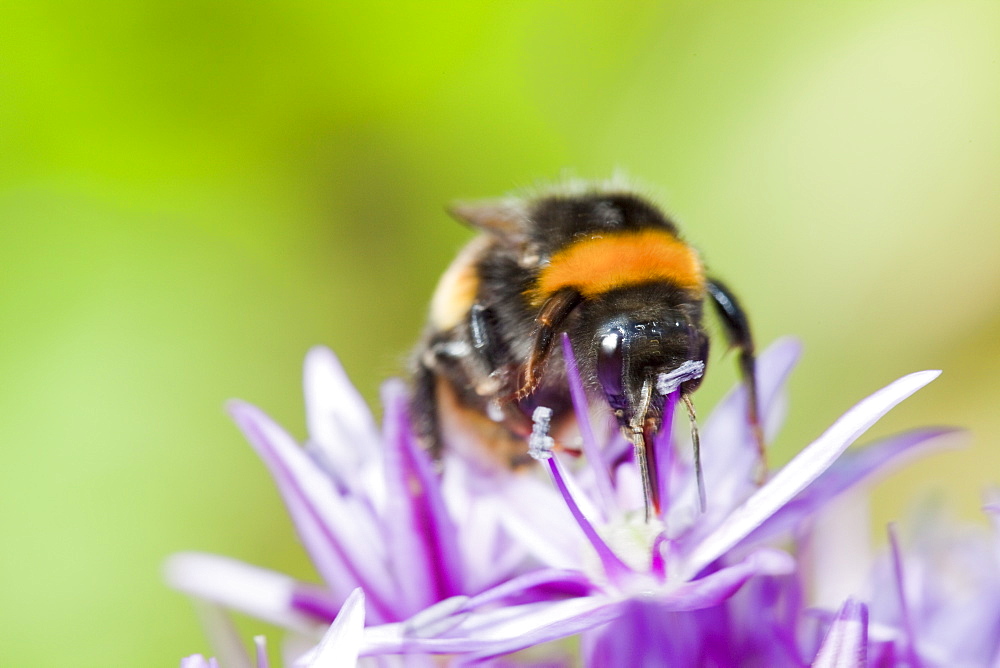 Bumblebee feeding on garden plants, United Kingdom, Europe