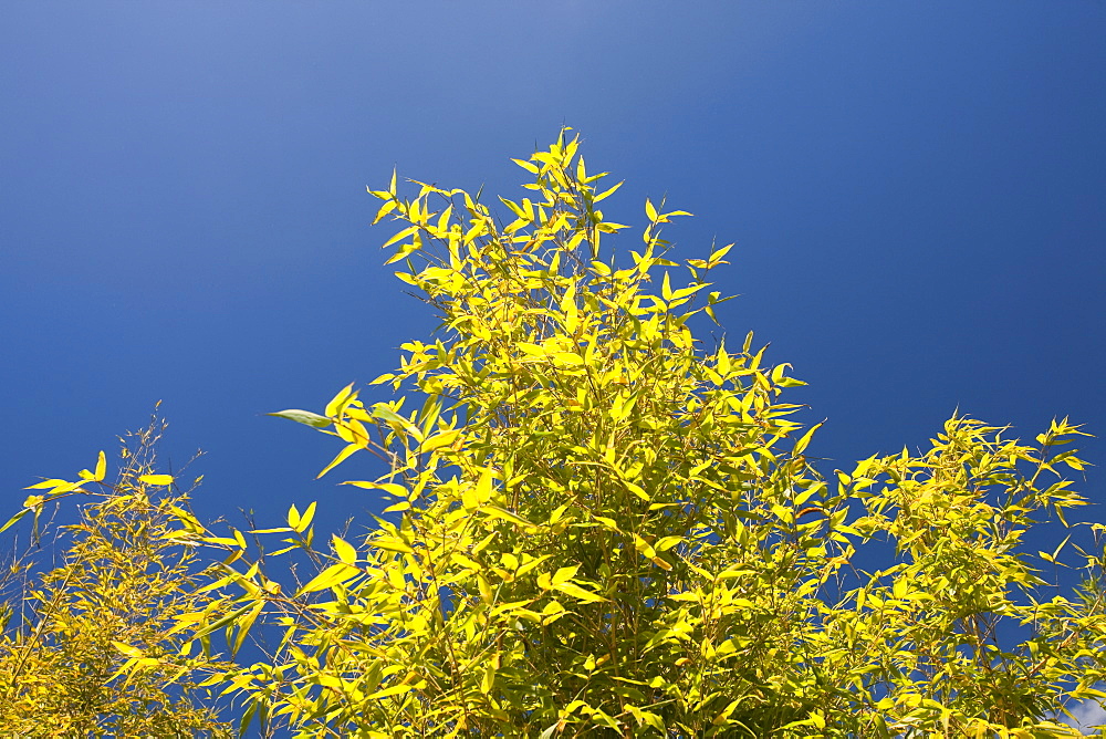 Bamboo growing in a garden in Cornwall, England, United Kingdom, Europe