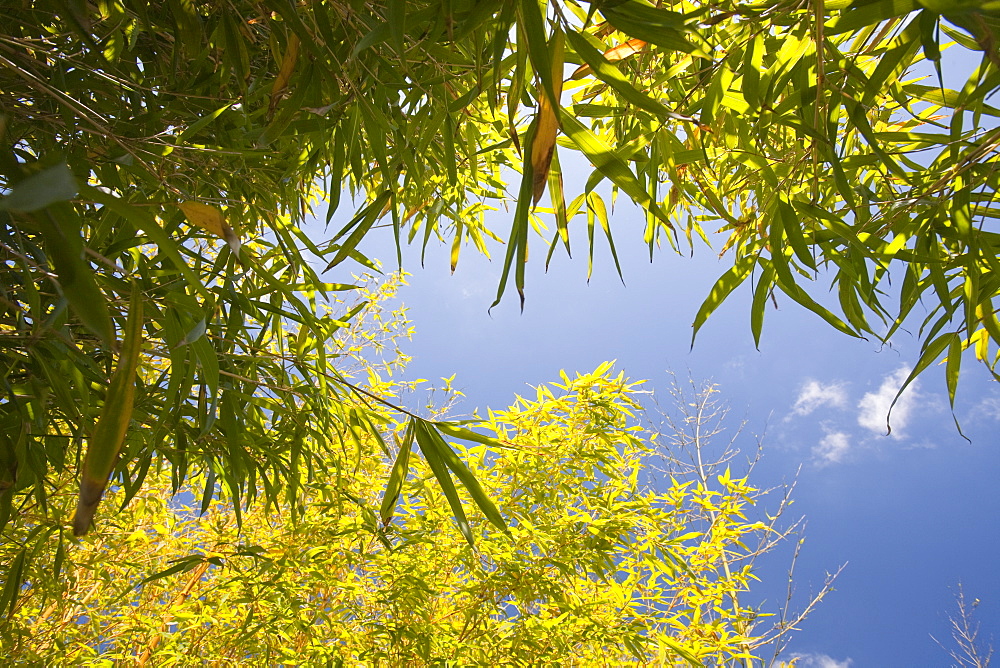 Bamboo growing in a garden in Cornwall, England, United Kingdom, Europe